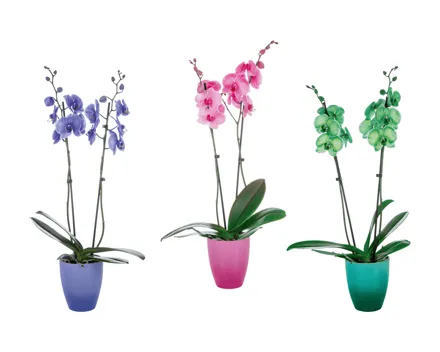 Phalaenopsis Royal in Keramik