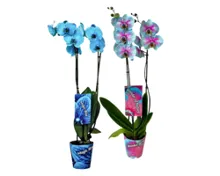 Phalaeonopsis, gefärbt