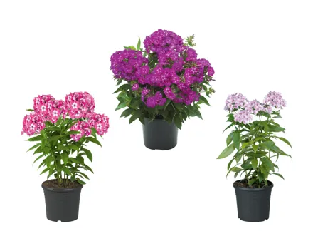 Phlox paniculata