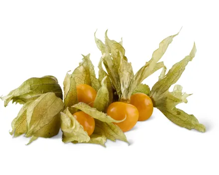 Physalis