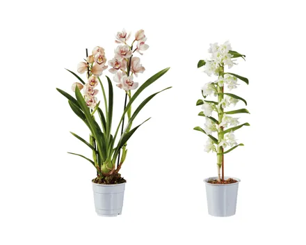 Premium Orchideen Mix