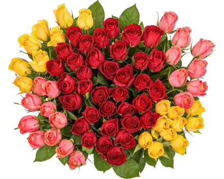 Premium-Rosen