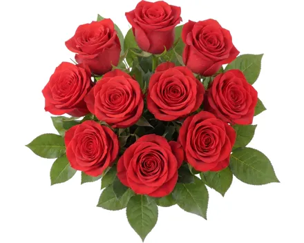 Premium-Rosen
