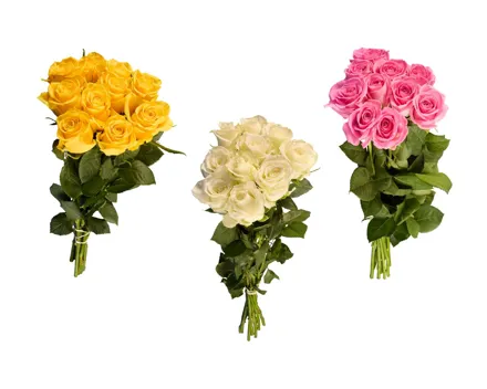Premium Rosen
