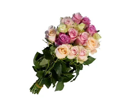 Premium Rosen Pastell