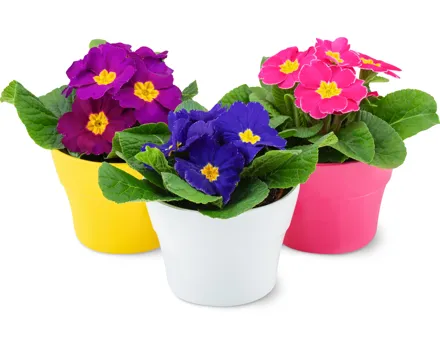 Primeln im Übertopf