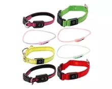 ROMEO LED-Hundehalsband