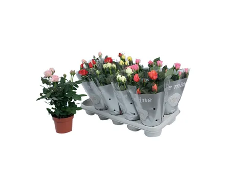 Rosen im Topf