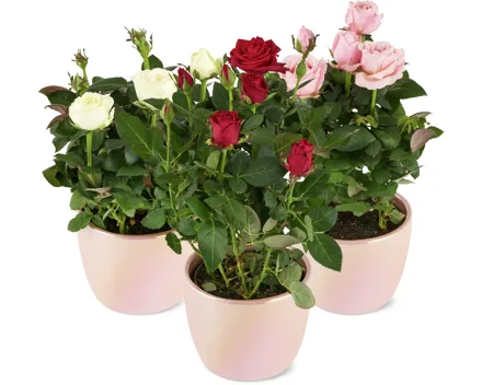 Rosen Valentin im Übertopf