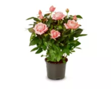 Rosen, verschiedene Farben, Topf Ø 12 cm