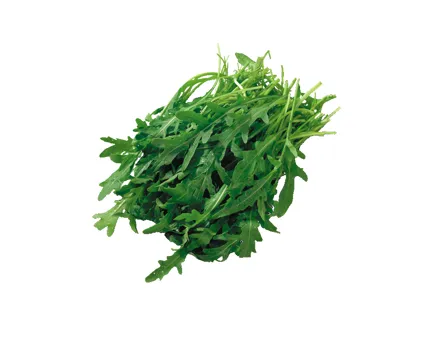 Rucola