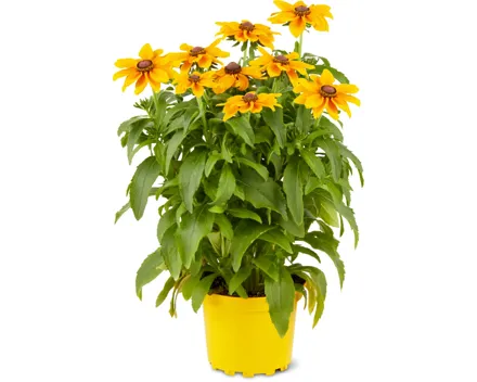 Rudbeckien