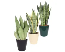 Sansevieria