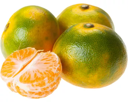 Satsumas