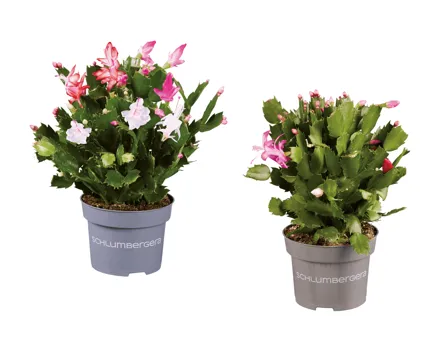 Schlumbergera Quattro