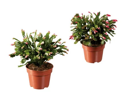 Schlumbergera XXL