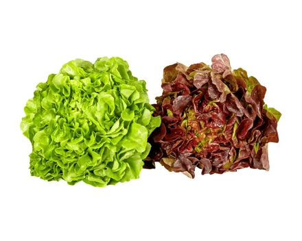 Schweizer Bio Eichblattsalat