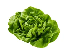 Schweizer Kopfsalat