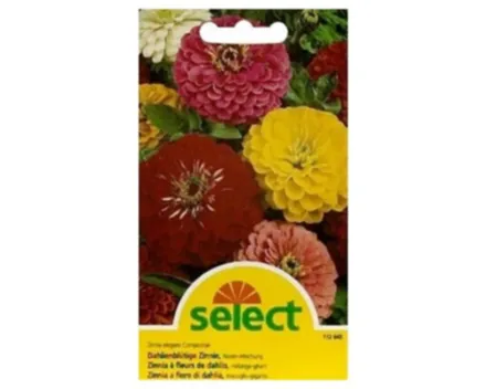 Select Zinnia Dahlienblütige Mischung