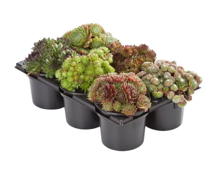 Sempervivum, 6er Tray