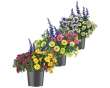 Sommerflor Topf bepflanzt