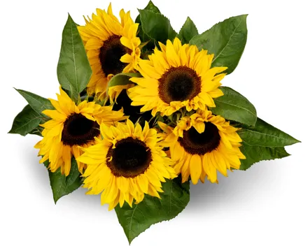 Sonnenblumen