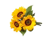 Sonnenblumen