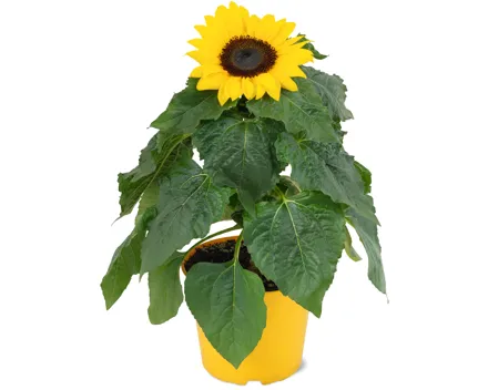 Sonnenblumen