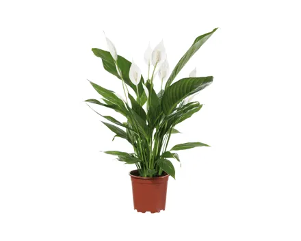 Spathiphyllum