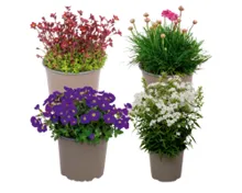 Staudenmix "Bergblüher"