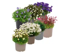 Staudenmix "Bergblüher"