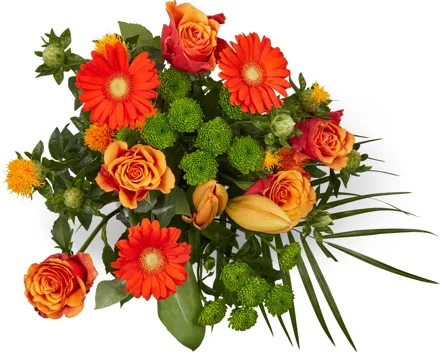 Strauss Surprise Midi