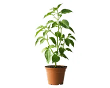 SUISSE GARANTIE Paprika/Chili T14
