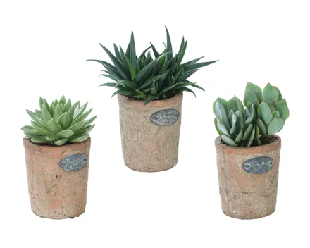 Sukkulenten in Design-Terracotta