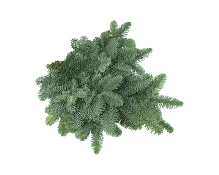 Tannenzweige Nobilistanne