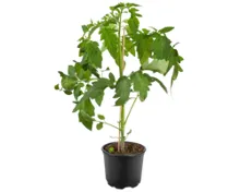 Tomatenpflanzen