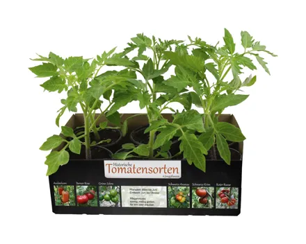 Tomatenpflanzen «Alte Sorten»