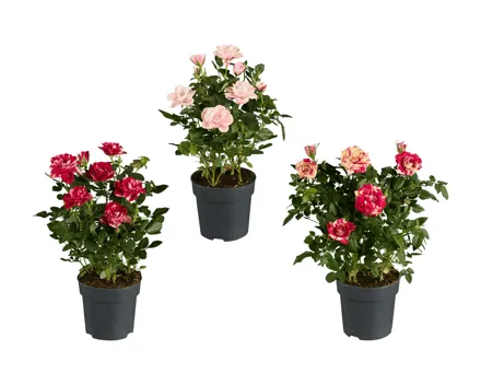 Topfrosen Specials Mix