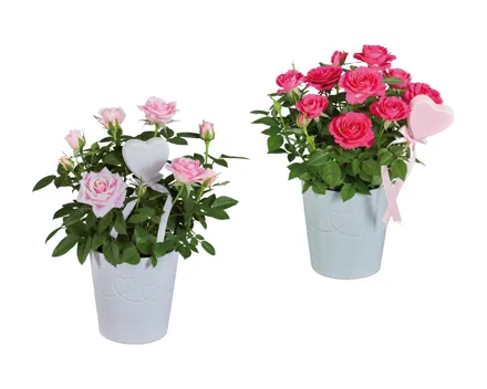 Topfrosen und Kalanchoe in Keramik