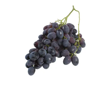 Trauben blau