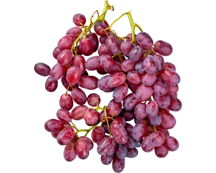 Trauben dunkel