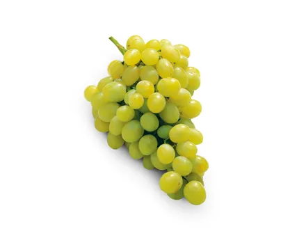 Trauben UVA Italia