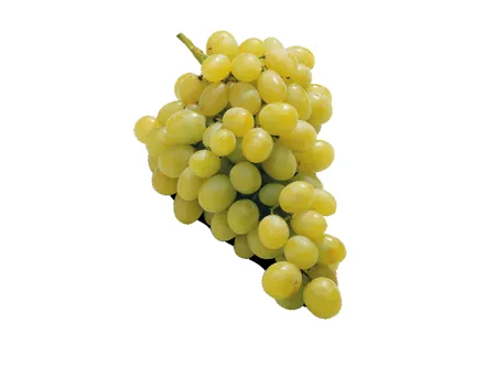 Trauben UVA-Italia