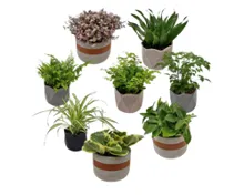 Trendy Grünpflanzen