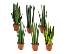 Trendy Grünpflanzen