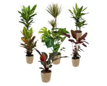 Trendy Grünpflanzen