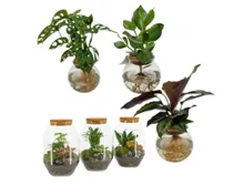 Trendy Grünpflanzen