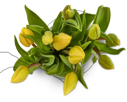 Tulpen