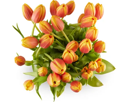 Tulpen