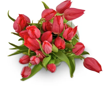 Tulpen